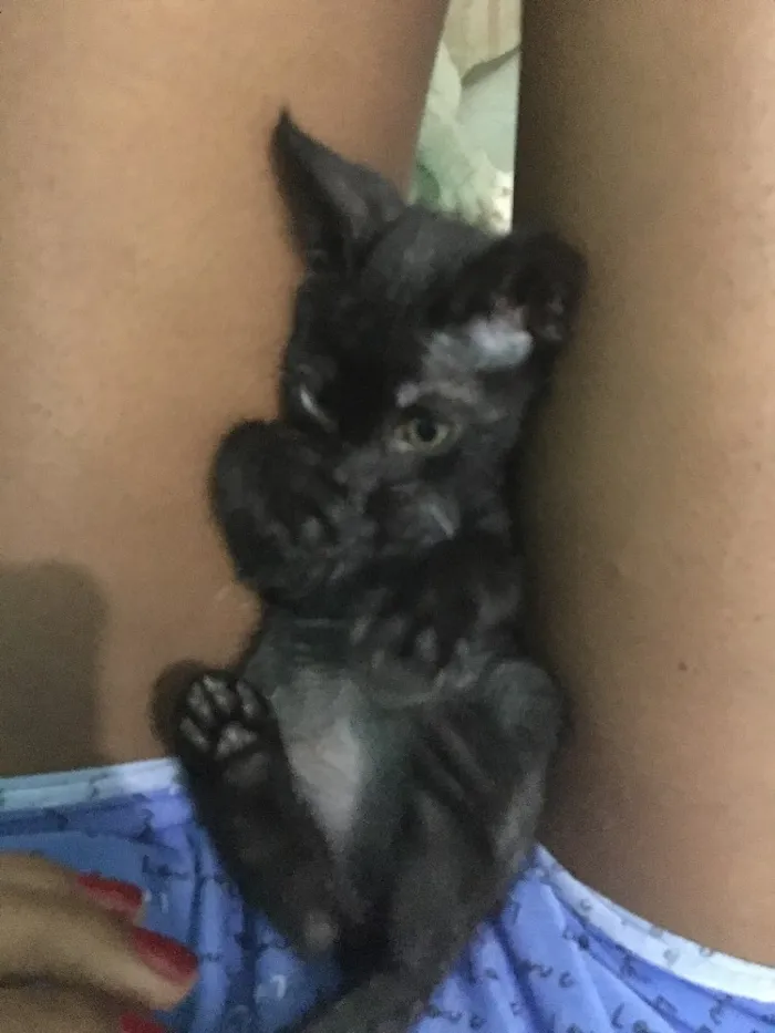 Gato ra a Gato de pelo curto americano  idade 2 a 6 meses nome Sem nome 