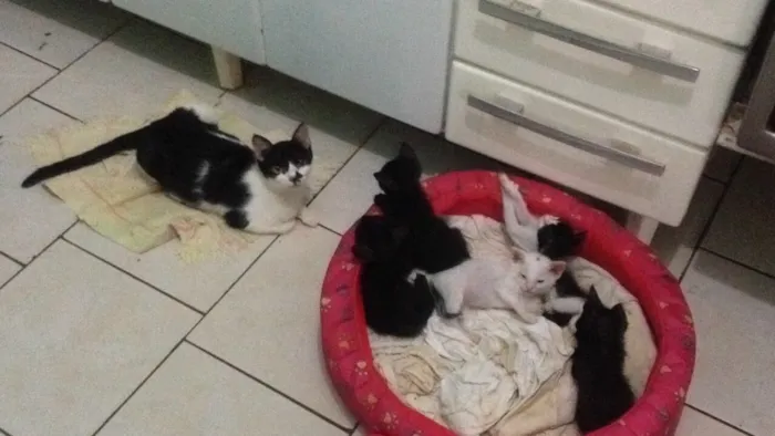 Gato ra a Gato pelo curto americano  idade 2 a 6 meses nome Sem nome