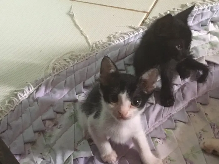 Gato ra a Gato pelo curto americano  idade 2 a 6 meses nome Sem nome