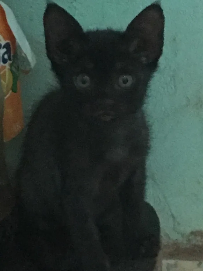 Gato ra a Gato pelo curto americano  idade 2 a 6 meses nome Sem nome