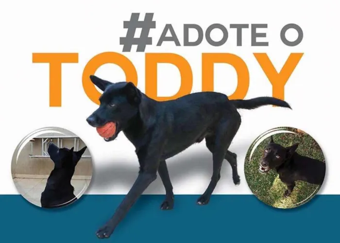 Cachorro ra a SRD idade 2 anos nome Toddy
