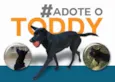 Toddy