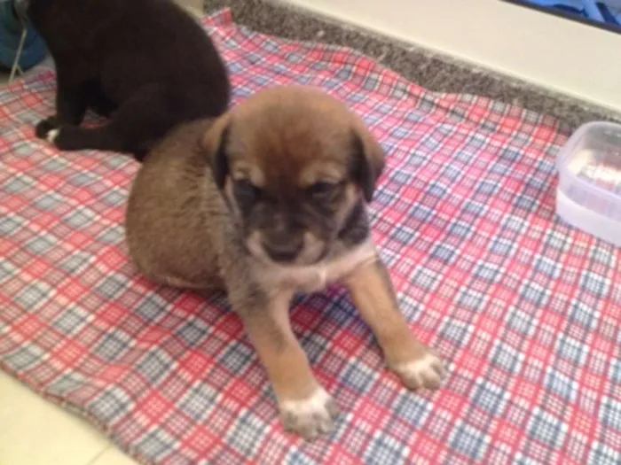 Cachorro ra a MEstiço idade Abaixo de 2 meses nome Sem nome