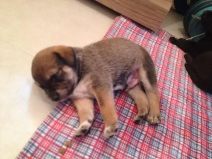 Cachorro ra a MEstiço idade Abaixo de 2 meses nome Sem nome