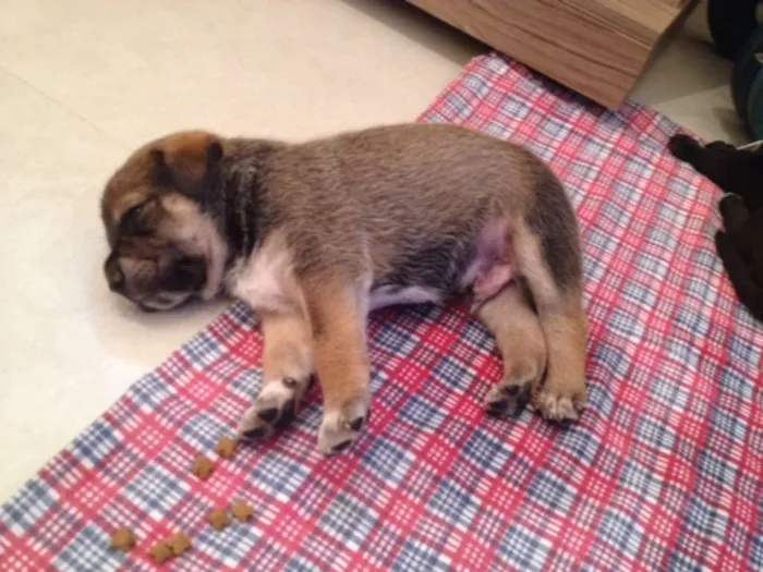 Cachorro ra a MEstiço idade Abaixo de 2 meses nome Sem nome