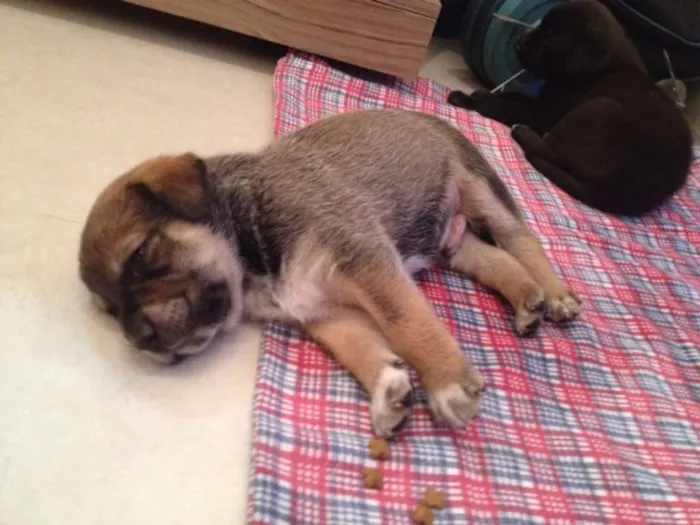 Cachorro ra a MEstiço idade Abaixo de 2 meses nome Sem nome