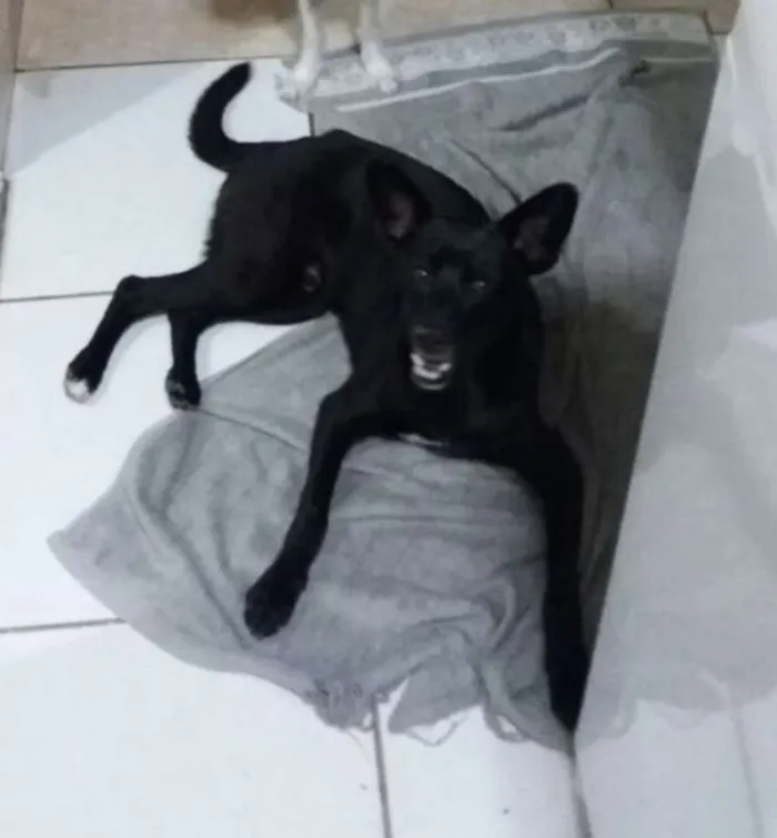 Cachorro ra a SRD idade 2 anos nome Toddy