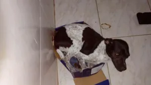 Cachorro raça Vira lata idade 2 a 6 meses nome Nenhum