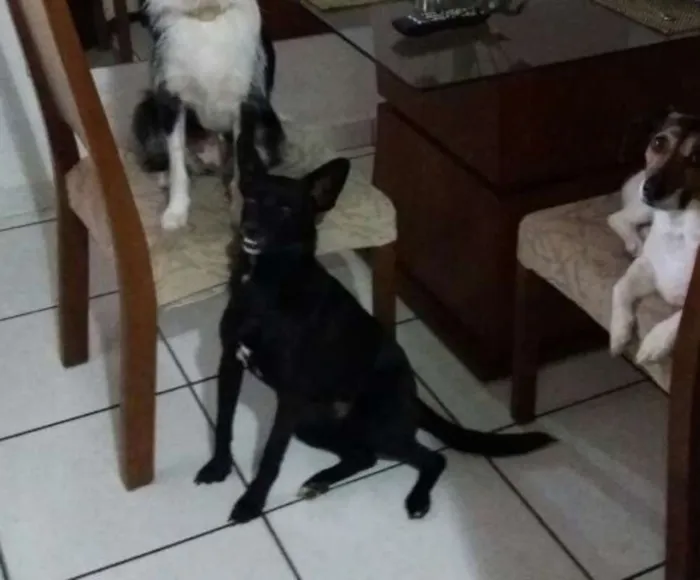 Cachorro ra a SRD idade 2 anos nome Toddy