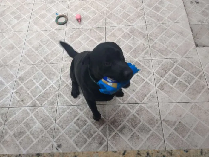 Cachorro raça Labrador idade 4 anos nome Krishna