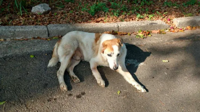 Cachorro ra a SRD idade 6 ou mais anos nome Não Sei