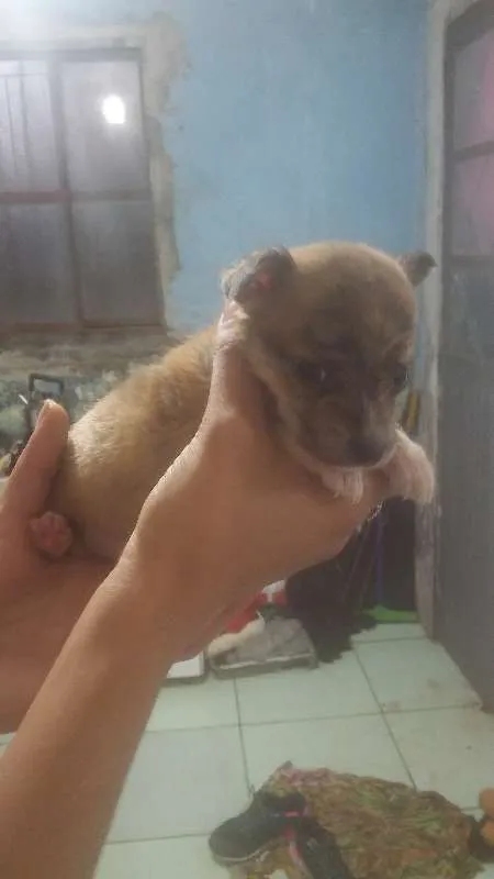 Cachorro ra a  idade Abaixo de 2 meses nome Sem nome