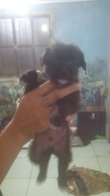Cachorro ra a  idade Abaixo de 2 meses nome Sem nome