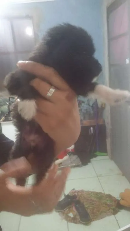 Cachorro ra a  idade Abaixo de 2 meses nome Sem nome