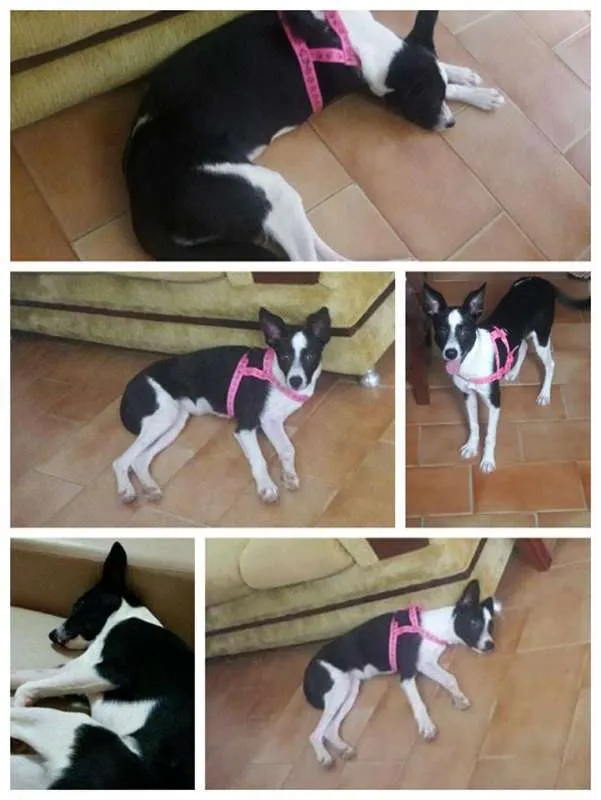 Cachorro ra a SRD idade 7 a 11 meses nome Antonela