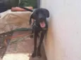 Chico
