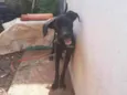 Chico