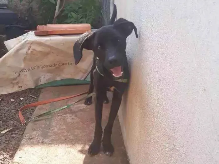 Cachorro ra a Vira lata idade 7 a 11 meses nome Chico