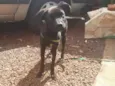 Chico