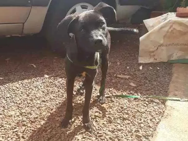Cachorro ra a Vira lata idade 7 a 11 meses nome Chico