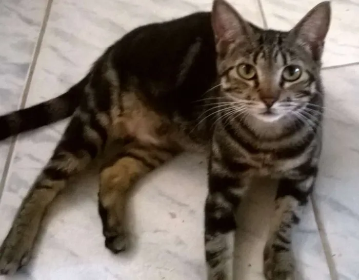Gato raça srd idade 7 a 11 meses nome Mia