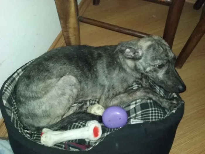 Cachorro ra a SRD idade 2 a 6 meses nome Tedy