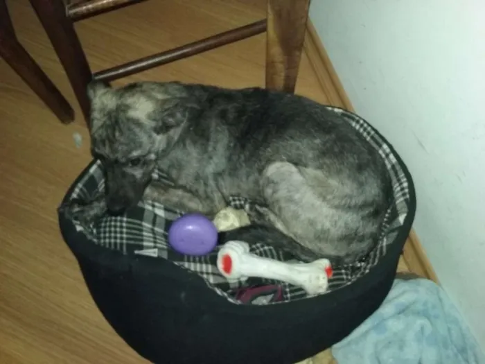 Cachorro ra a SRD idade 2 a 6 meses nome Tedy