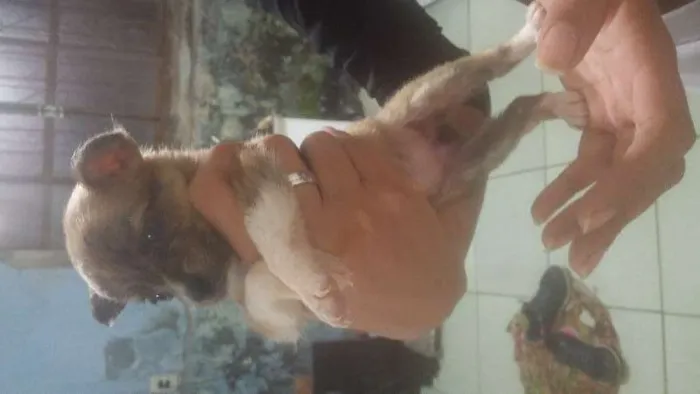 Cachorro ra a  idade Abaixo de 2 meses nome Sem nome
