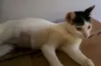Chapeuzinho 
