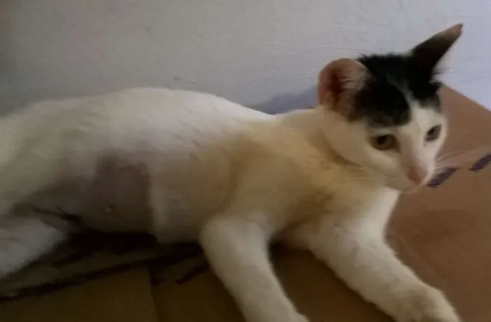Gato raça srd idade 7 a 11 meses nome Chapeuzinho 