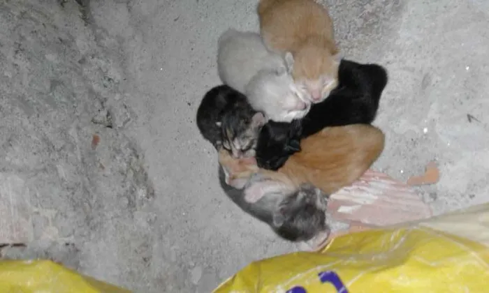 Gato ra a nc idade Abaixo de 2 meses nome gato