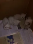 Não tem 