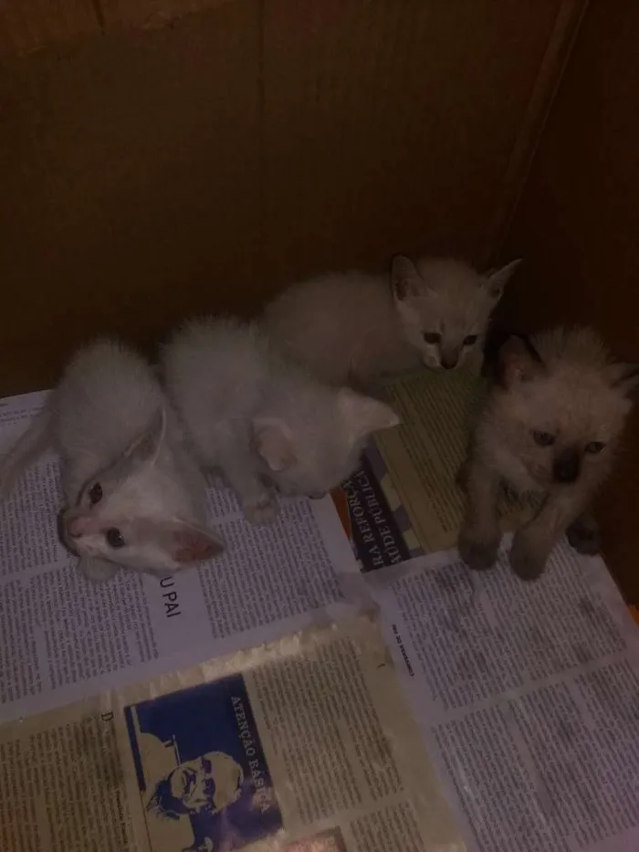 Gato ra a  idade  nome Não tem 