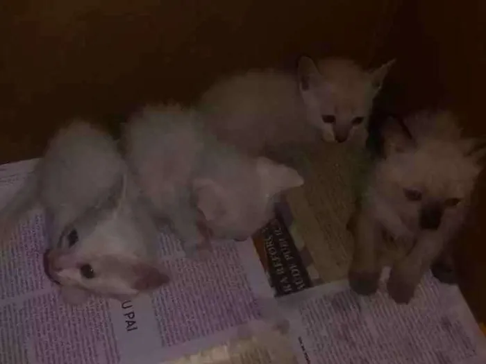 Gato ra a  idade  nome Não tem 