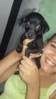 Filhotes 