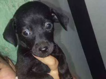 Cachorro ra a viralata idade 2 a 6 meses nome Filhotes 