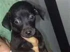 Cachorro raça viralata idade 2 a 6 meses nome Filhotes 