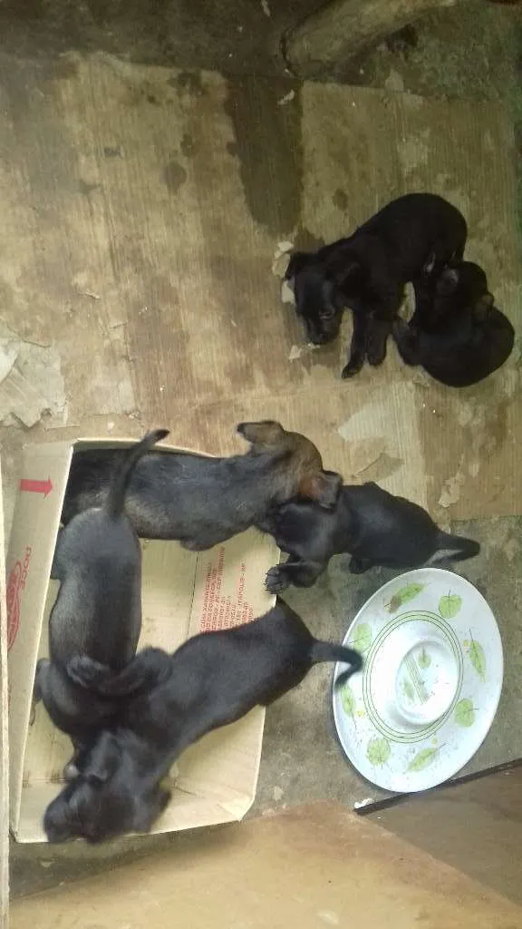 Cachorro ra a viralata idade 2 a 6 meses nome Filhotes 
