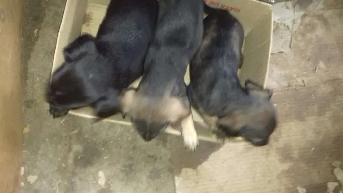 Cachorro ra a viralata idade 2 a 6 meses nome Filhotes 