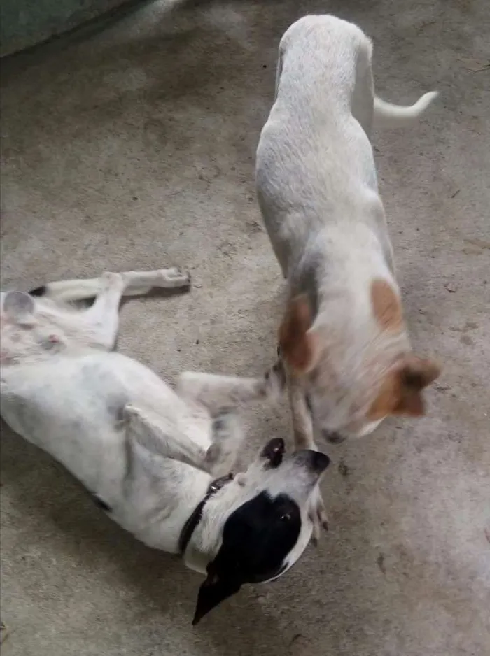 Cachorro ra a SRD idade 7 a 11 meses nome Zeus e Zé