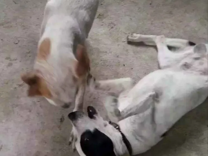 Cachorro ra a SRD idade 7 a 11 meses nome Zeus e Zé