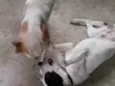 Zeus e Zé