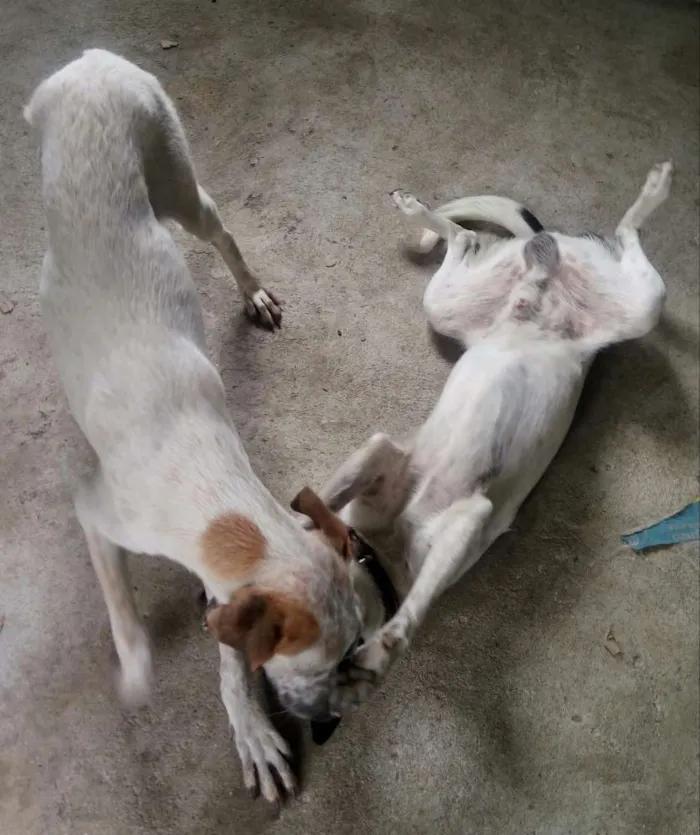 Cachorro ra a SRD idade 7 a 11 meses nome Zeus e Zé