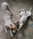 Zeus e Zé