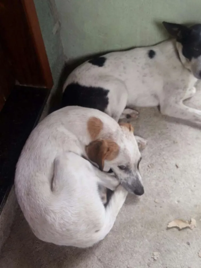 Cachorro ra a SRD idade 7 a 11 meses nome Zeus e Zé