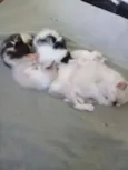 filhotes de gatos 