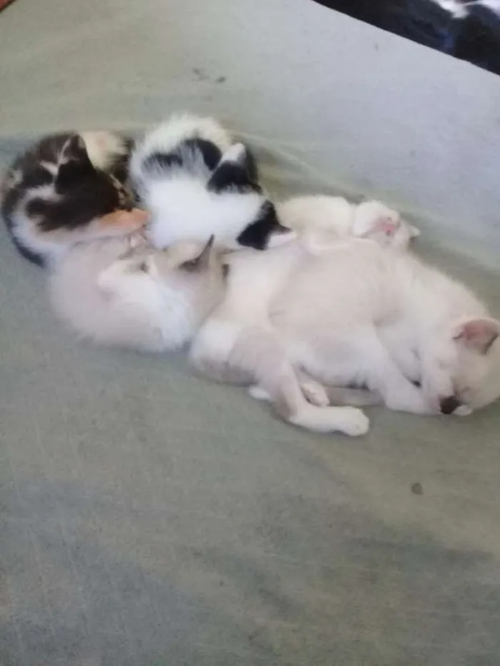 Gato ra a nao tem raça idade Abaixo de 2 meses nome filhotes de gatos 