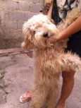 Nala