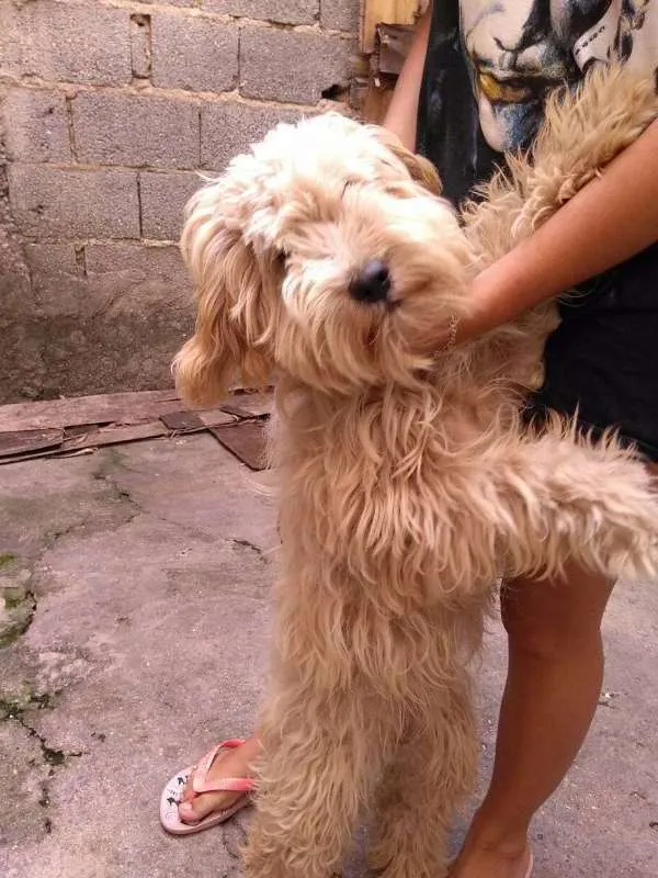 Cachorro ra a Nao definida idade 7 a 11 meses nome Nala