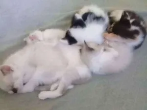 Gato raça nao tem raça idade Abaixo de 2 meses nome filhotes de gatos 